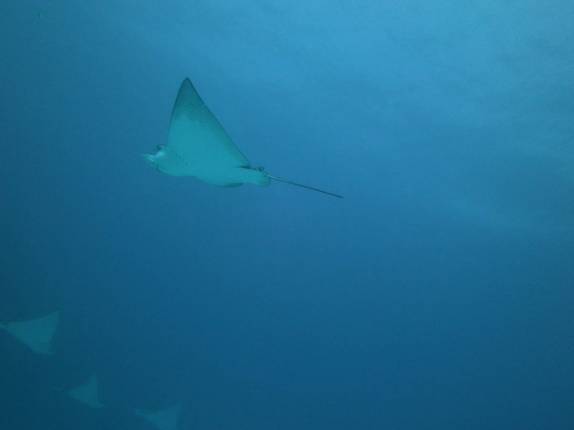 Dezenas de arraias-chita circundam naufrágio em Isla Mujeres, no litoral do Yucatán, no sul do México